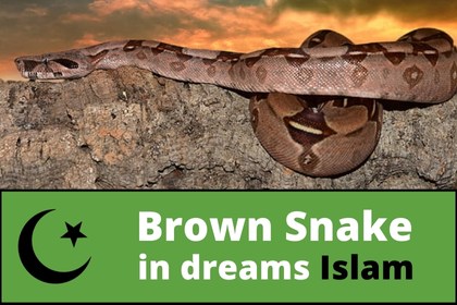 muslim interpretation of a dream of brown snakes