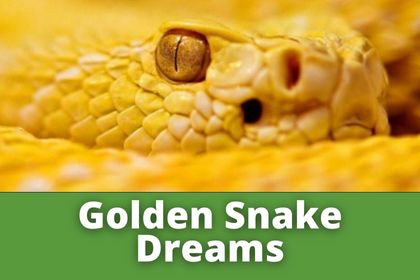 Yellow Snake in Dreams: Islamic Meaning » Dream interpretations based ...