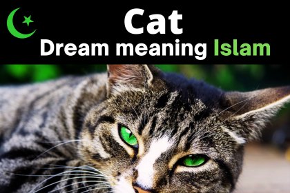 dream meaning of cat in the islam