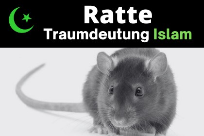 Ratte im traum islamische interpretationen